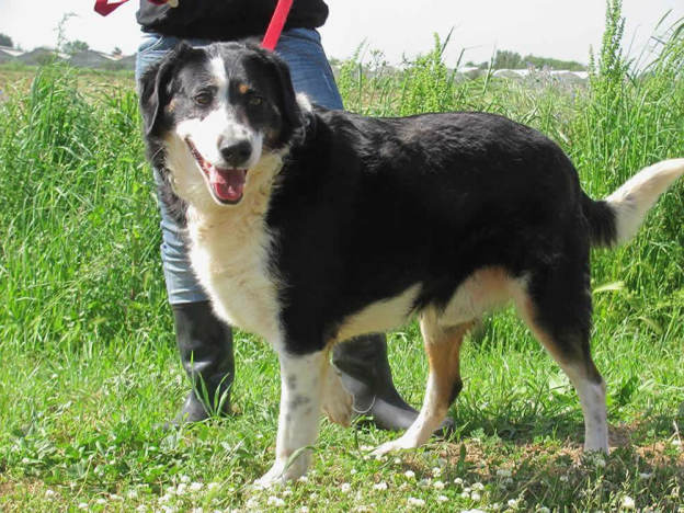 cane_anziano_canile_pomezia5