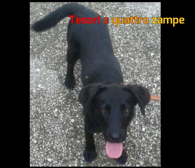 cane_asia