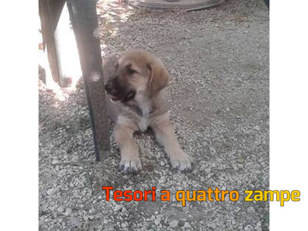 cane_bea_adottata