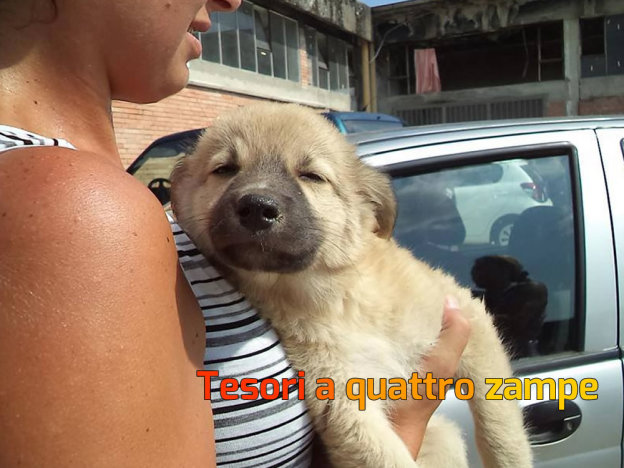 cane_biaco_abbracciato_fiocco