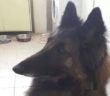 cane_bonnie_02