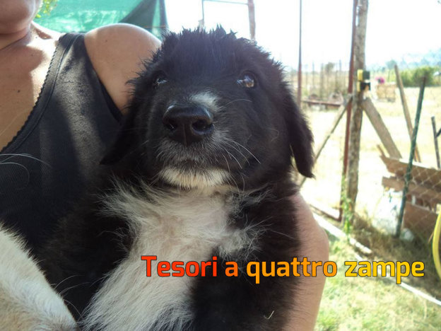 cane_bruno2