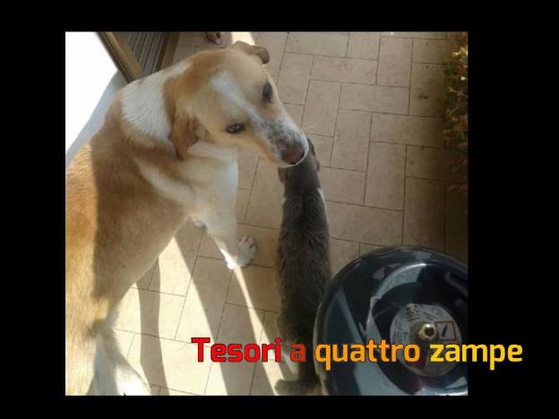 cane_buck