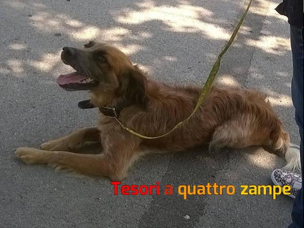 cane_canetra_amici_di_fiocco