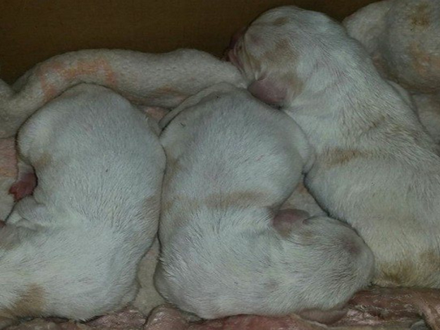 cane_cani_balia_volontarie_di_rieti