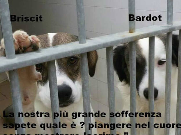 cane_canji_briscit_e_bardot