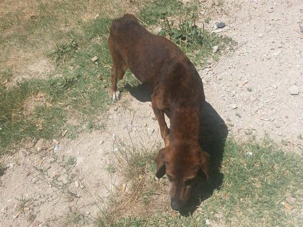 cane_cantalice_marrone_scuro