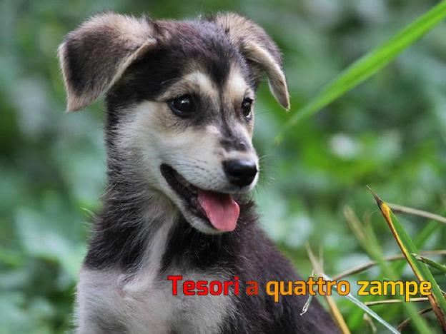 cane_code_allegre_nero_e_marrone