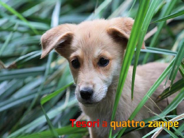 cane_code_allegre_nocciola_piccolo