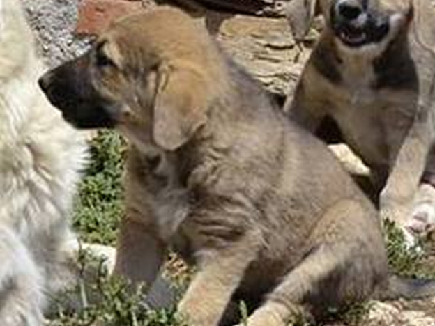 cane_cucciola_adottata_terza_degli8