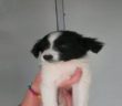 cane_cucciolo_busta_plastica_maschio_2