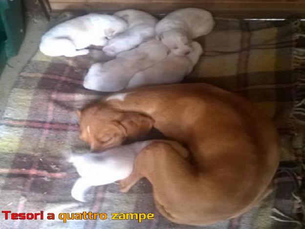 cane_diana_cuccioli_volontarie_di_rieti