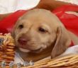 cane_femminuccia_canile_viterbo_