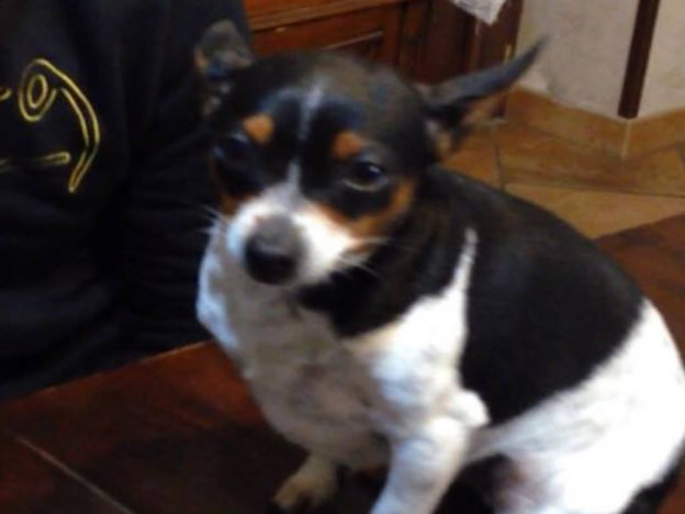 cane_flo