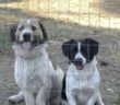 cane_fratelli_canile_viterbo_