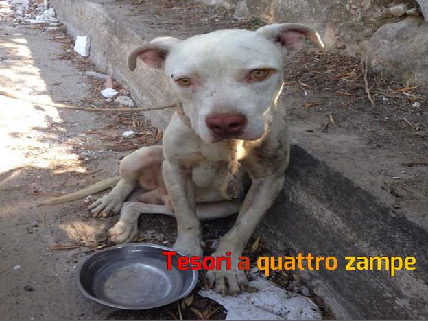 cane_grande_palermo