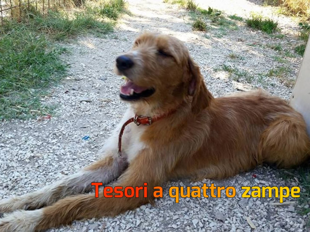 cane_lampadina_roma