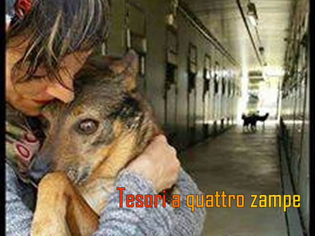 cane_lupetta_lecce