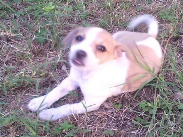 cane_macchia4