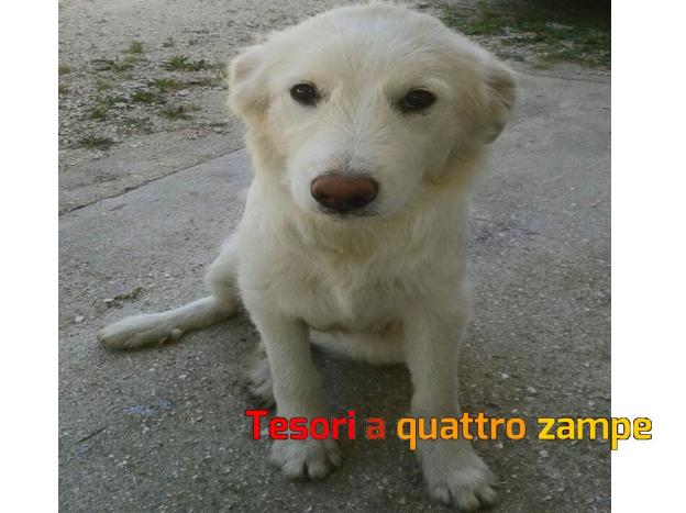 cane_maremmana_cucciola_castelnuovo_di_farfa