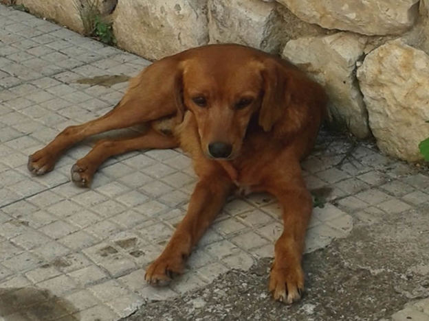 cane_marrone_amici_di_fiocco