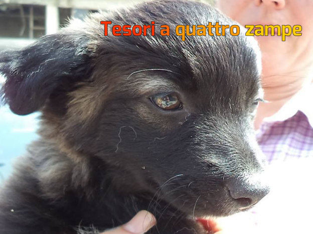 cane_nero_abbracciato_fiocco