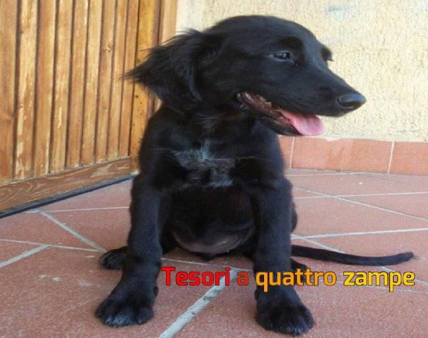 cane_nerona_pasqualina_e_friends