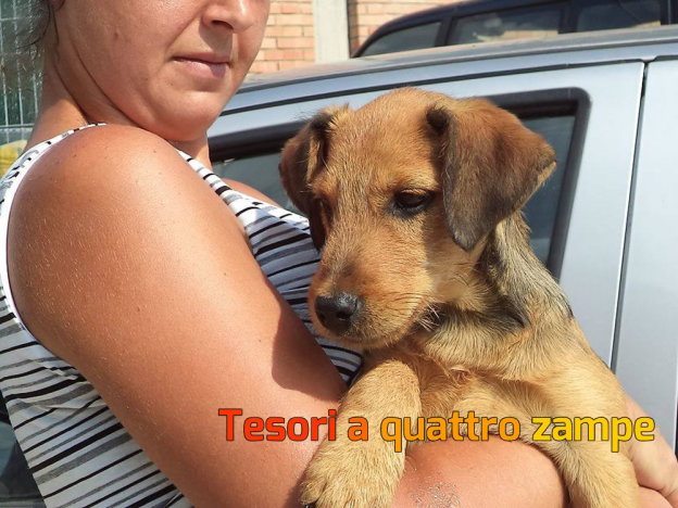 cane_nocciola2_abbracciato_fiocco