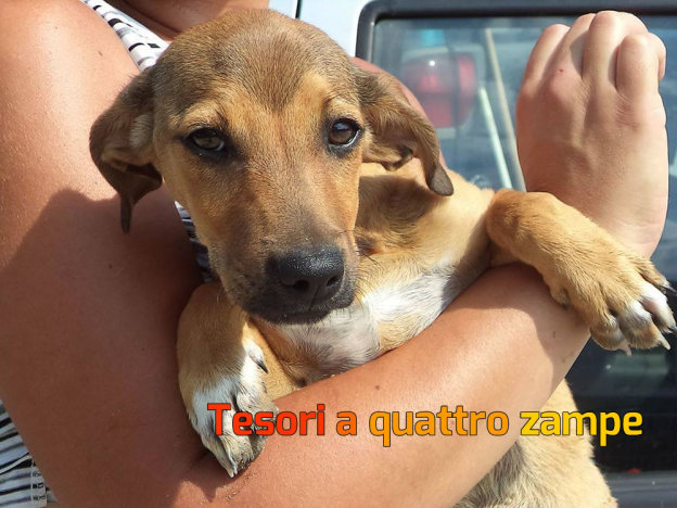 cane_nocciola_abbracciato_fiocco