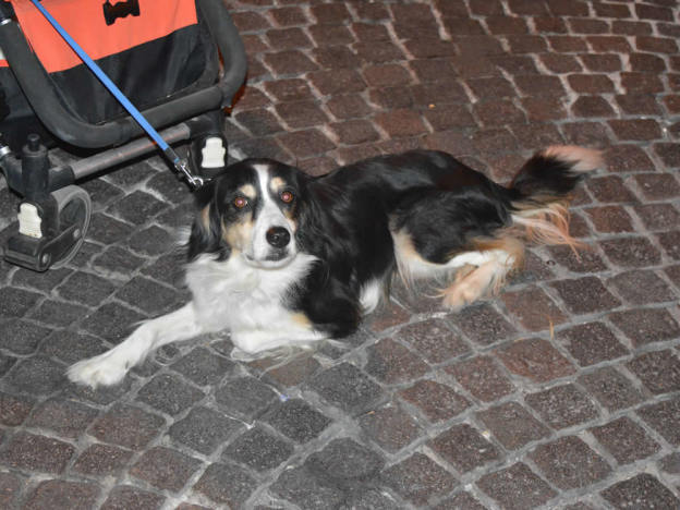 cane_notte_bianca