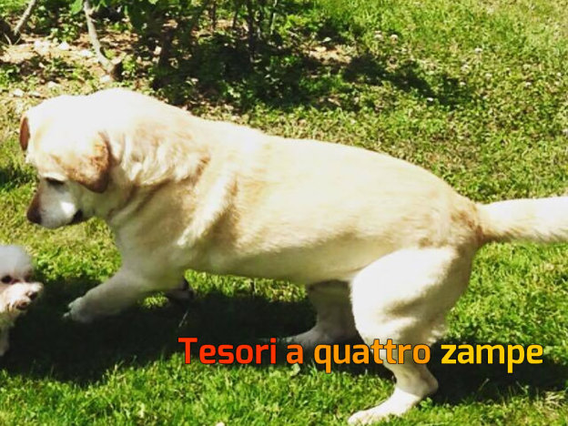 cane_oscar_toffia_smarrito