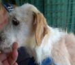 cane_paco_viterbo_teresa – Copia