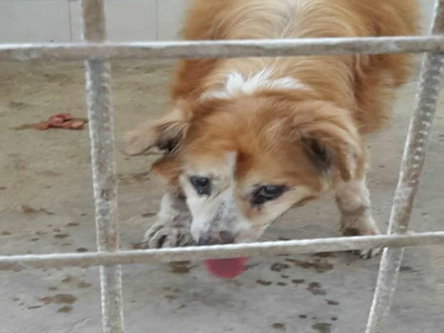 cane_paolino