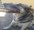 cane_pastore_tedesco_poggio_mirteto_p&f