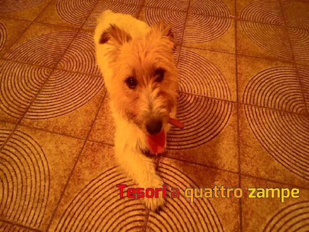 cane_piazza_tevere_simona_trauzzi