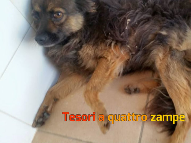 cane_pio_galatina