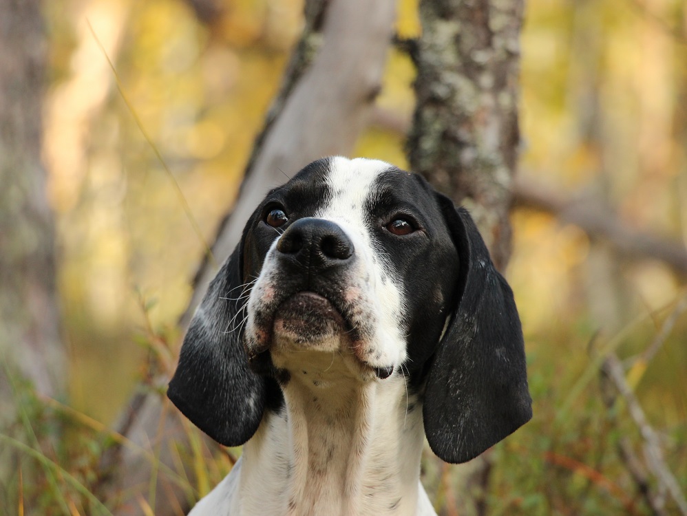 cane_pointer_pixabay