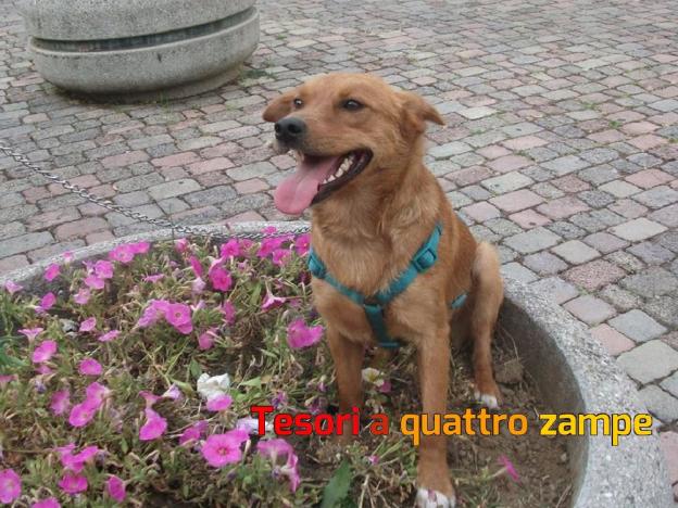 cane_poldo