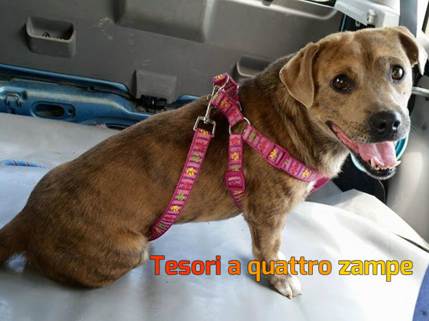 cane_raffaella_e_rita