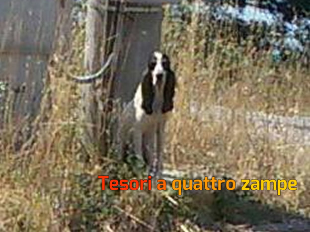 cane_segugia_cerca_adozione
