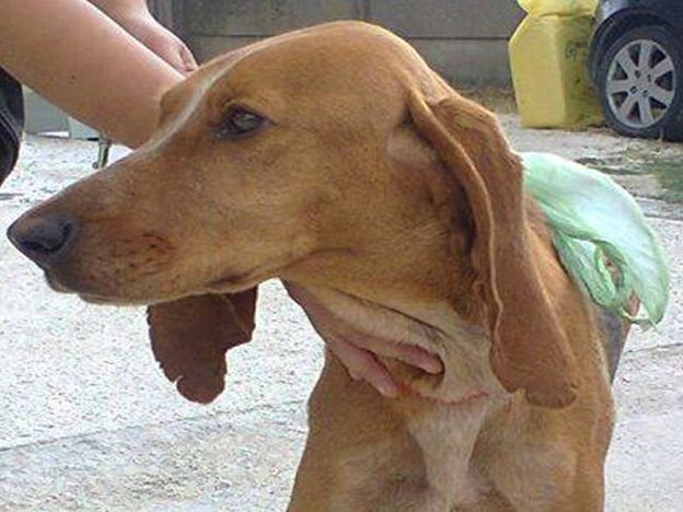 cane_segugio_amici_di_fiocco