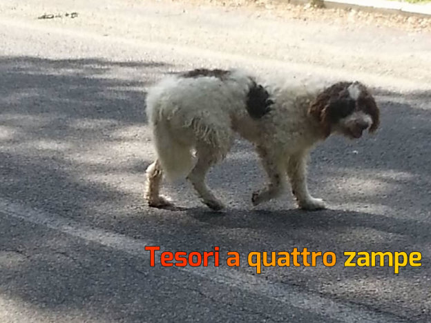 cane_selci_a_forse_abbandonato