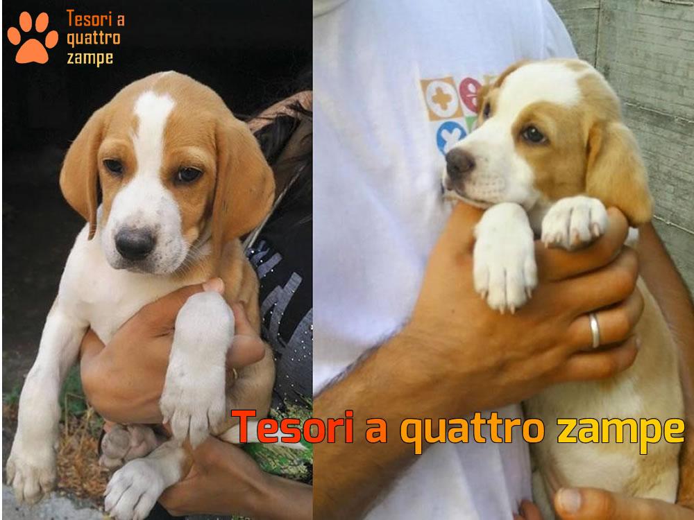 Cuccioli di Beagle abbandonati a Montopoli in Sabina, cercano un’adozione