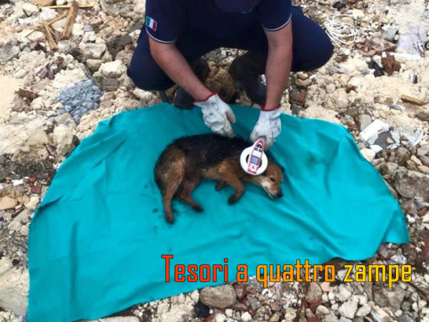 cane_tito_lecce