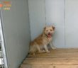 cane_viale_de_juliis_3