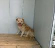 cane_viale_de_juliis_4