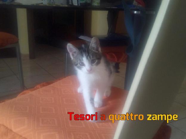 gatto_alvin