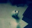 gatto_bianco_casette_persa2
