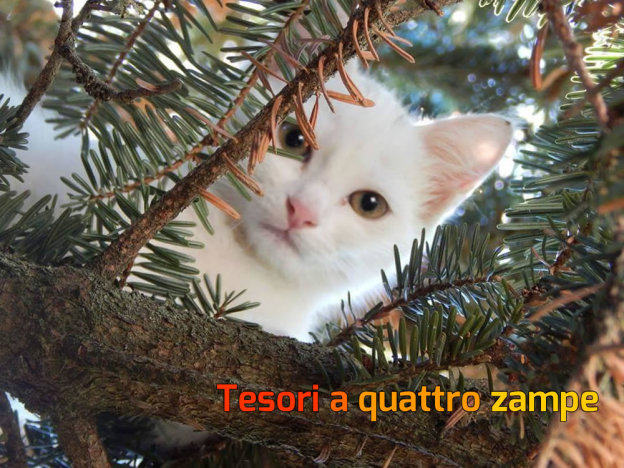 gatto_bianco_ternana