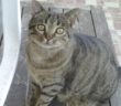 gatto_ettostro_